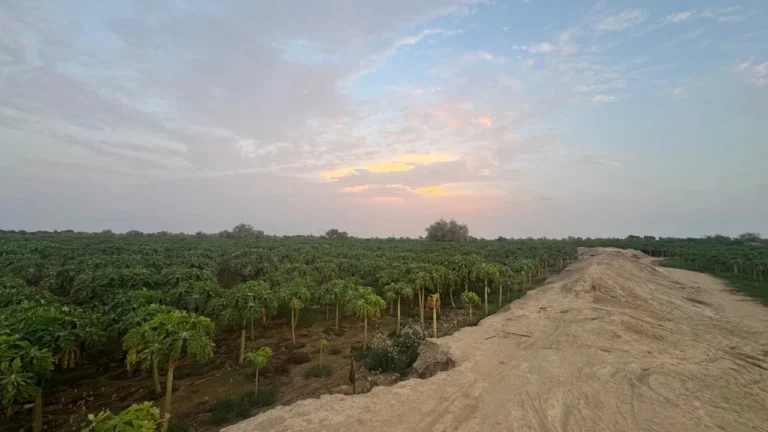 مزرعة أشجار البابايا ضمن مشروع زراعي في القنفذة